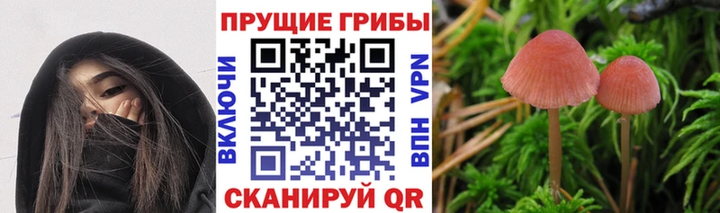 где купить наркоту Сухой Лог Псилоцибиновые грибы GOLDEN TEACHER